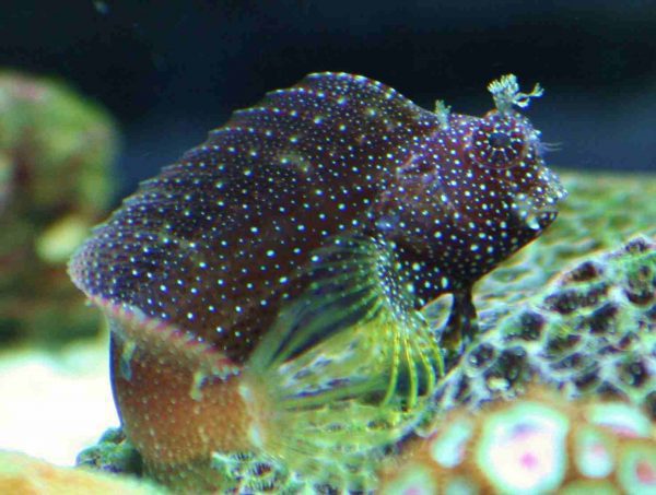 Starry Blenny