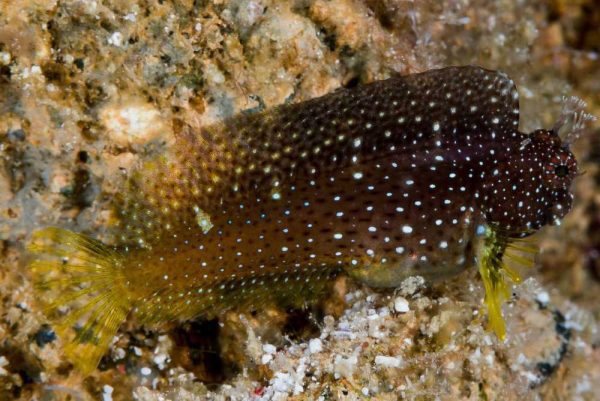 بلنی ستاره ای