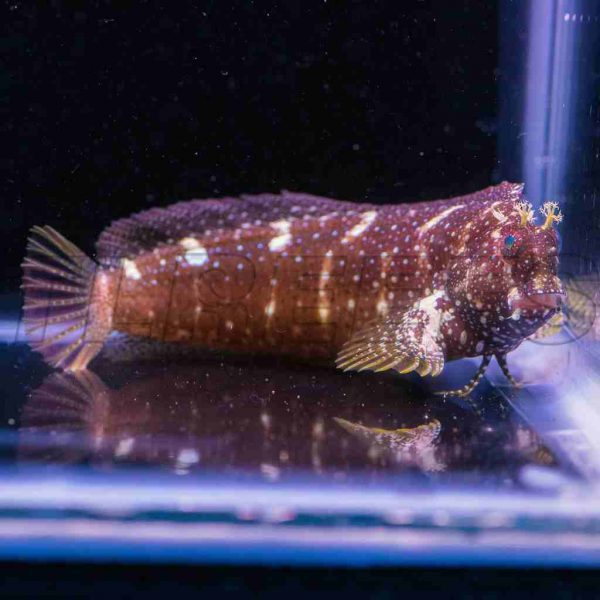 Starry Blenny