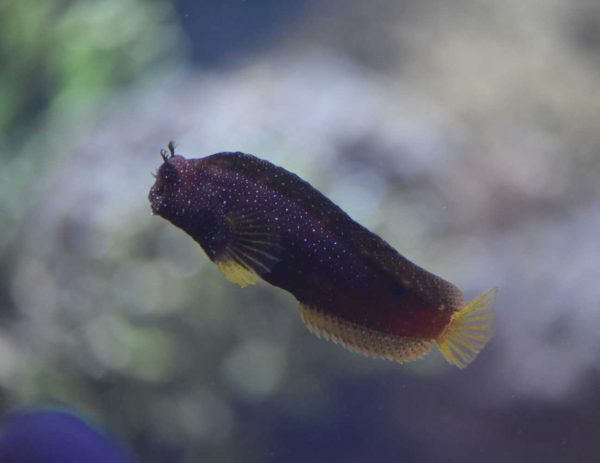 بلنی ستاره ای