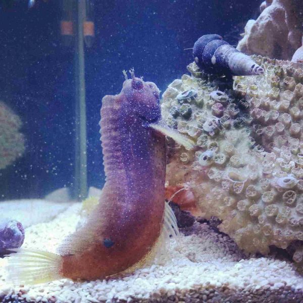 Starry Blenny