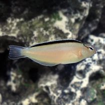 White Blenny