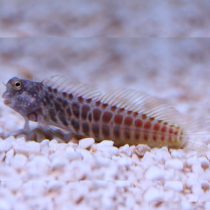Segmented Sailfin Blenny