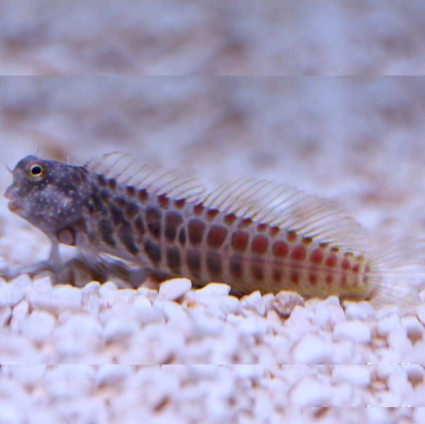 Segmented Sailfin Blenny