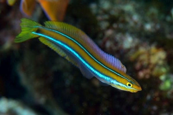 بلنی ماری خط آبی