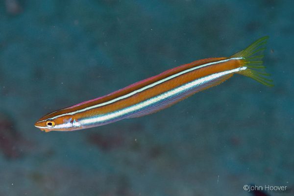 بلنی ماری خط آبی