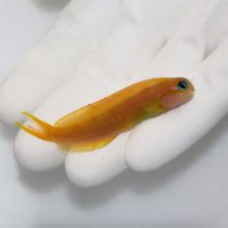 Midas Blenny