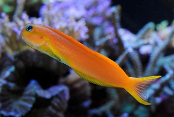 Midas Blenny