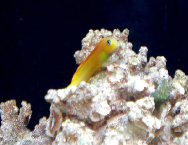 Midas Blenny