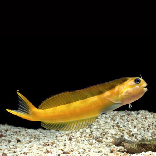 Midas Blenny