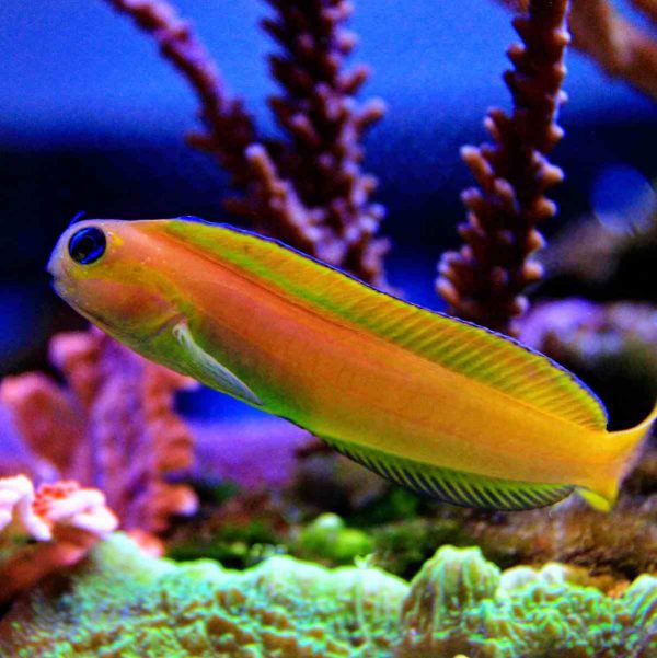 Midas Blenny