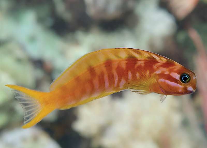 Midas Blenny