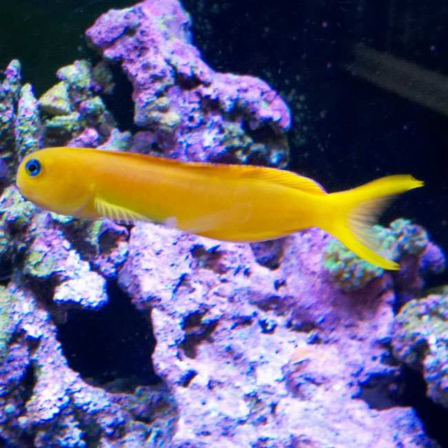 Midas Blenny