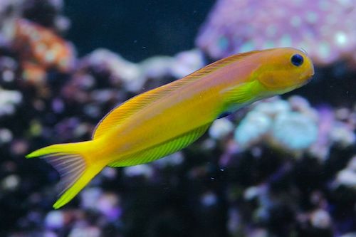 Midas Blenny