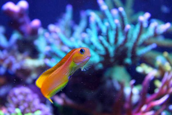 Midas Blenny