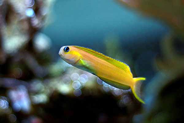 Midas Blenny