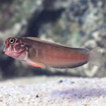 Horseface Blenny