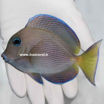 Blue Caribbean Tang