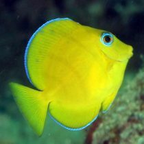 جراح ماهی آبی کارائیب