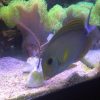 Black Spot Tang