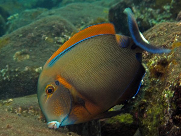 جراح ماهی بارون