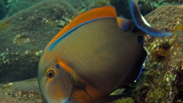 Black Spot Tang