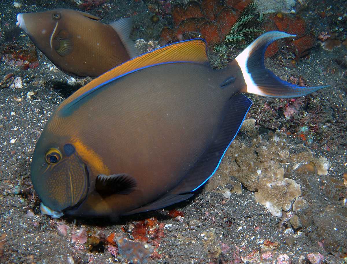 جراح ماهی بارون