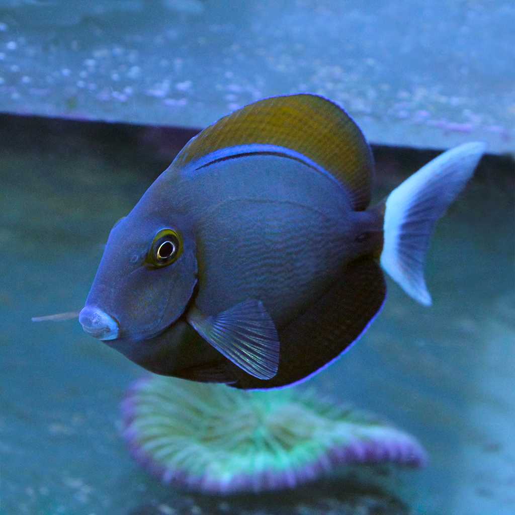 Black Spot Tang