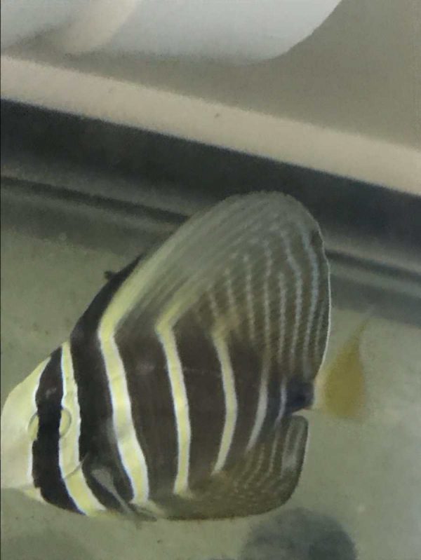 Sailfin Tang