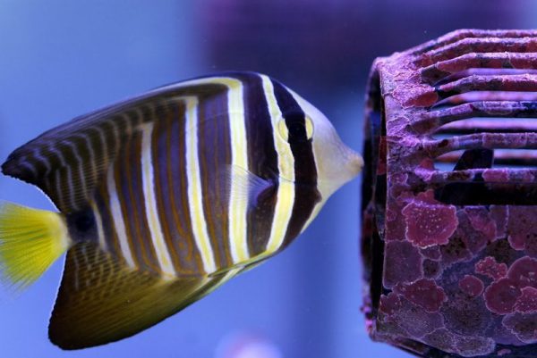 Sailfin Tang