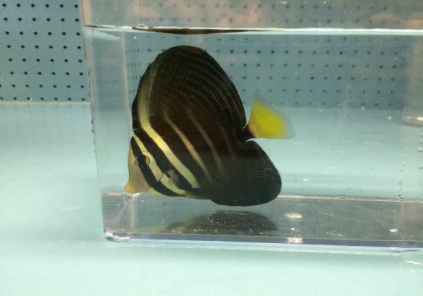 جراح ماهی باله بادبانی