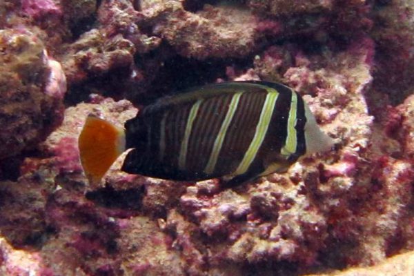 Sailfin Tang