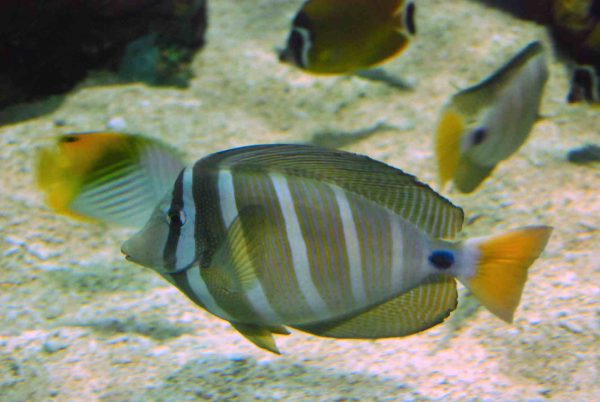 Sailfin Tang