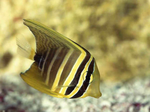 Sailfin Tang