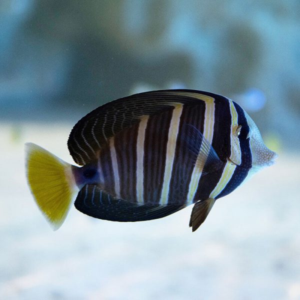 Sailfin Tang