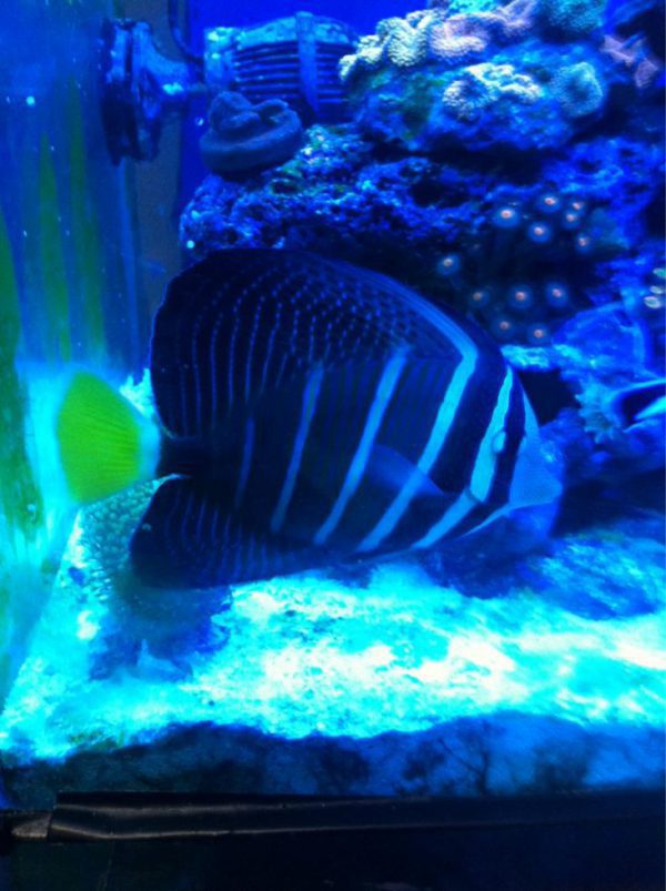 Sailfin Tang