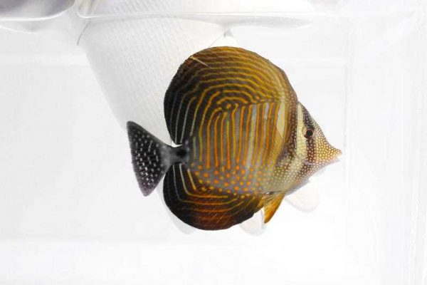 جراح ماهی باله بادبانی دسجاردنی