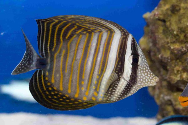 جراح ماهی باله بادبانی دسجاردنی