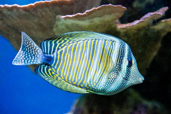 Desjardini Sailfin Tang