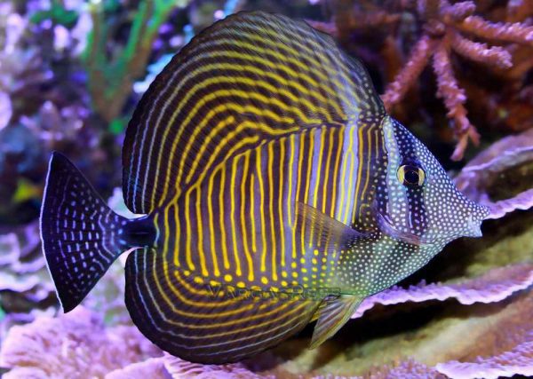 Desjardini Sailfin Tang