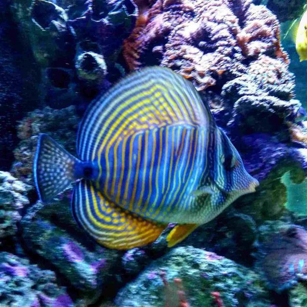 جراح ماهی باله بادبانی دسجاردنی