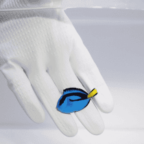 جراح ماهی بلوتانگ