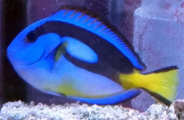 جراح ماهی بلوتانگ شکم زرد