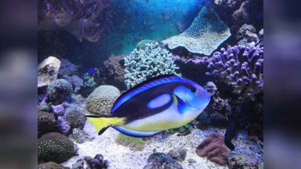 جراح ماهی بلوتانگ شکم زرد