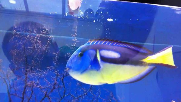 جراح ماهی بلوتانگ شکم زرد