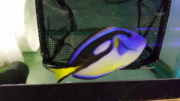 جراح ماهی بلوتانگ شکم زرد