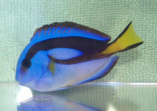 جراح ماهی بلوتانگ شکم زرد