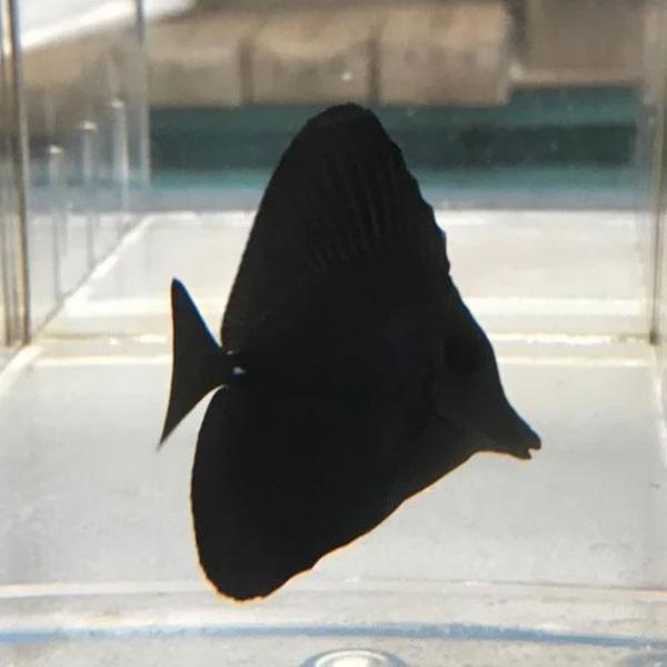 Black Longnose Tang