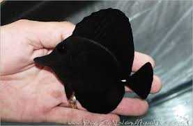 جراح ماهی بلک تانگ