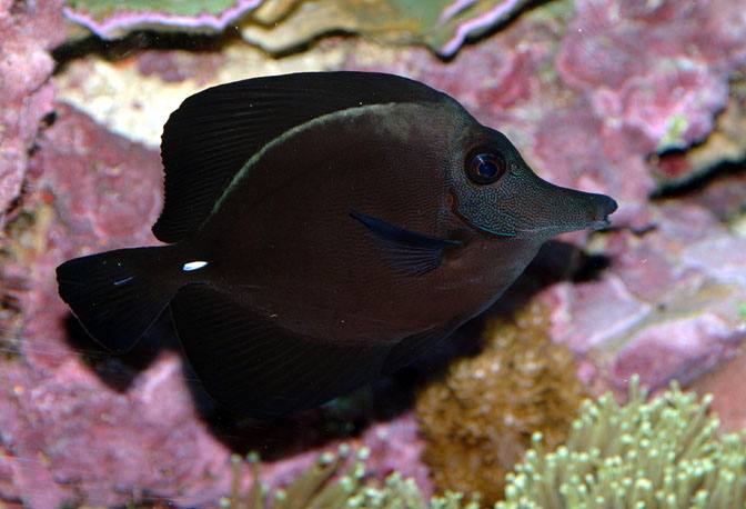 Black Longnose Tang
